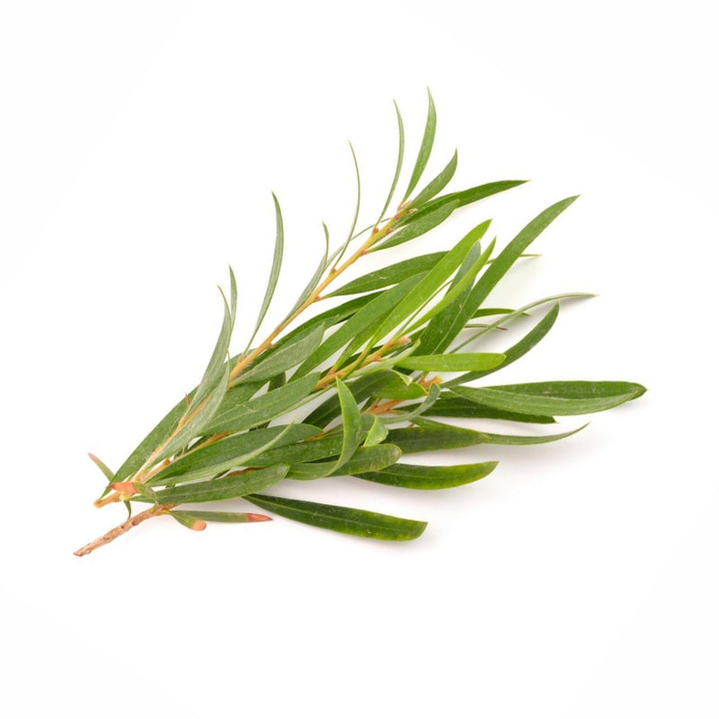 Tea Tree Oil For Hair And Skin