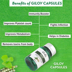 Ayurvedic Giloy Immunity Booster Capsule Benefits 